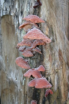 IMG_0845 Interesting Fungus